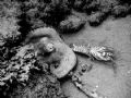   octopus action BWOlympus C5000Z without strobo  